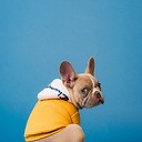 yourfunnypets