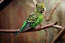Brazingheart