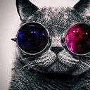 WildAboutCattos