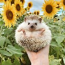 Cutepetsandfunnyanimals