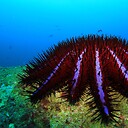 Ladenstarfish