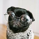 cuteypet