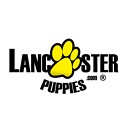 lancasterpuppies