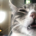 ThePawsitiveside