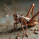 CopperCricket