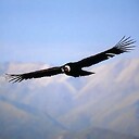 californiacondor