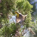 birdnerd_