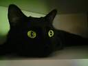 Cat_L