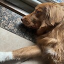 FurtDoggyDog