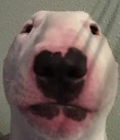 EveryDog2004