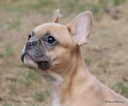 JPRanchbulldogs