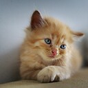 CuteCatI