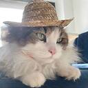 funnyvidsy