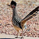 TexasRoadrunners