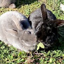 bunnyferd