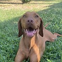 queenharleyvizsla