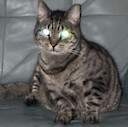 hauntedcuriosities