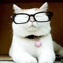 Catturd_1