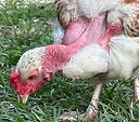Turkey_Chicken