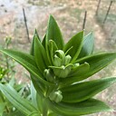 emerald_green