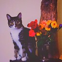 PopCakeKitty
