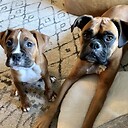 zoeyandpiperboxerbuds