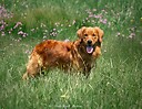 WindyKnollGoldens