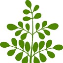 HisMoringa