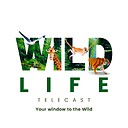 WildlifeTelecast4k