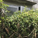 CleanTheOldHouse1819