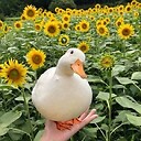 QuacktasicMemes