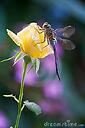 ladydragonfly