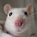 WhiteRat