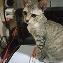 AnimalC007