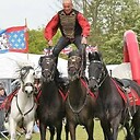 horsesandparrots