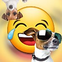 Funnyanimalscnt