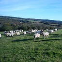 shearinguk