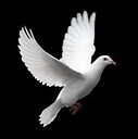 DovePeace1