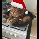 Gingerish