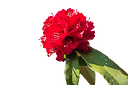 MrKundan