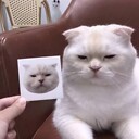 Icyle