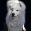 PolfitheFluffySamoyed