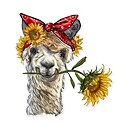 sunfloweralpaca