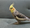 ZoroTheCockatiel