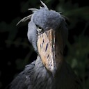 Mightyshoebill