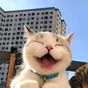 AnimalsFunny202