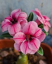 Jardim_da_Lua
