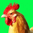 lollopolloentertainment