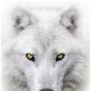 WhiteDireWolf77