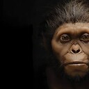 Hominids